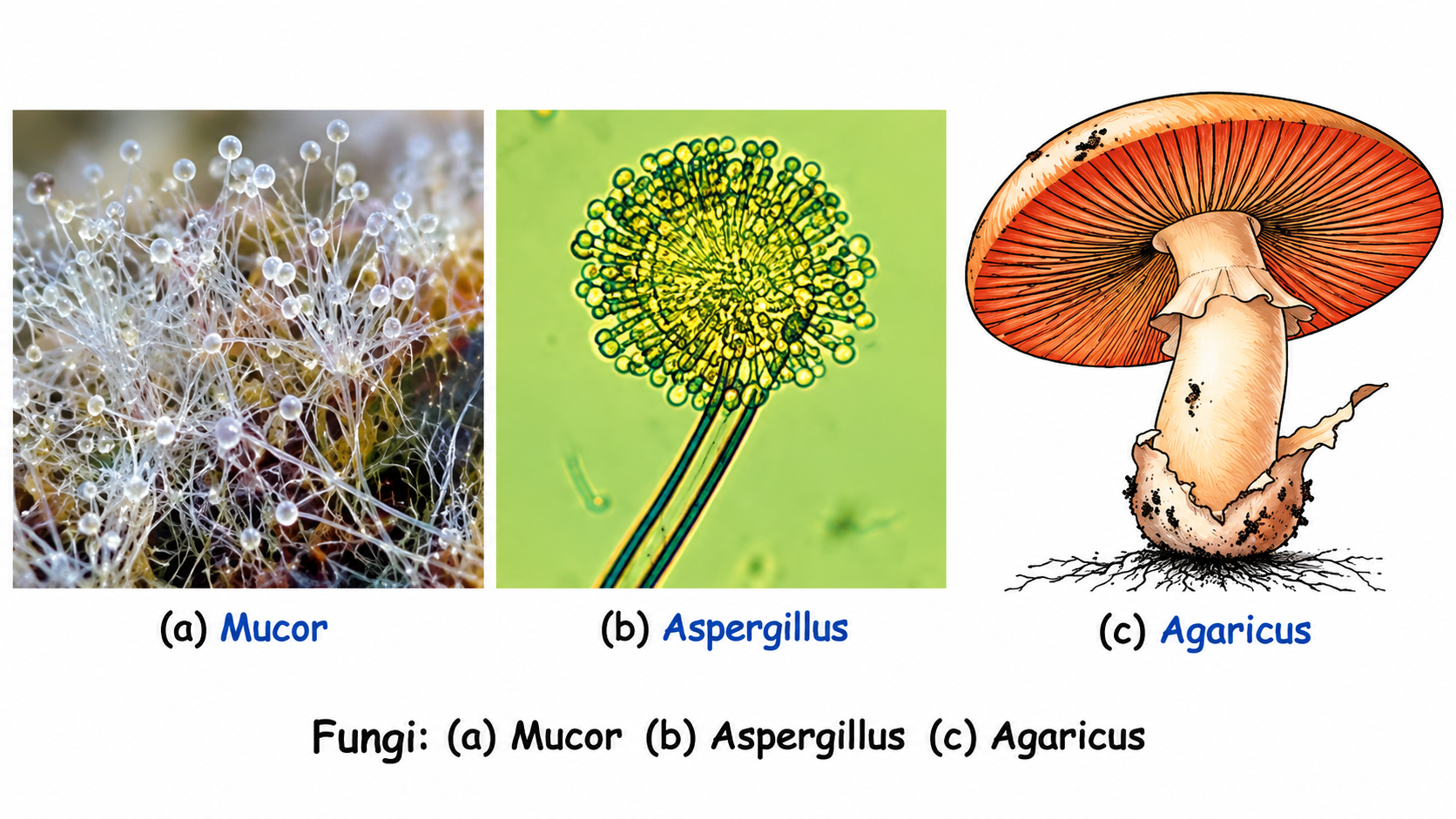 Fungi Triptych: Mucor, Aspergillus, Agaricus